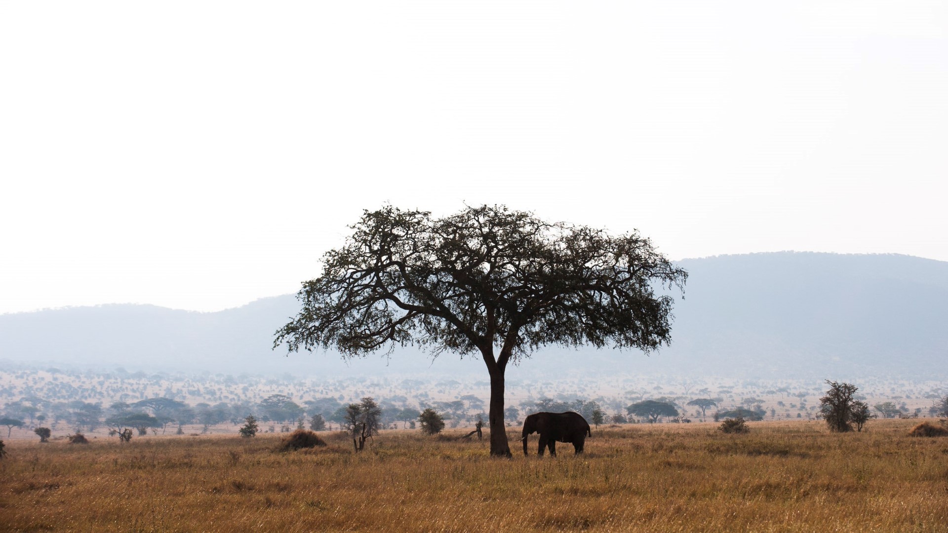 Kati Kati Tented Camp