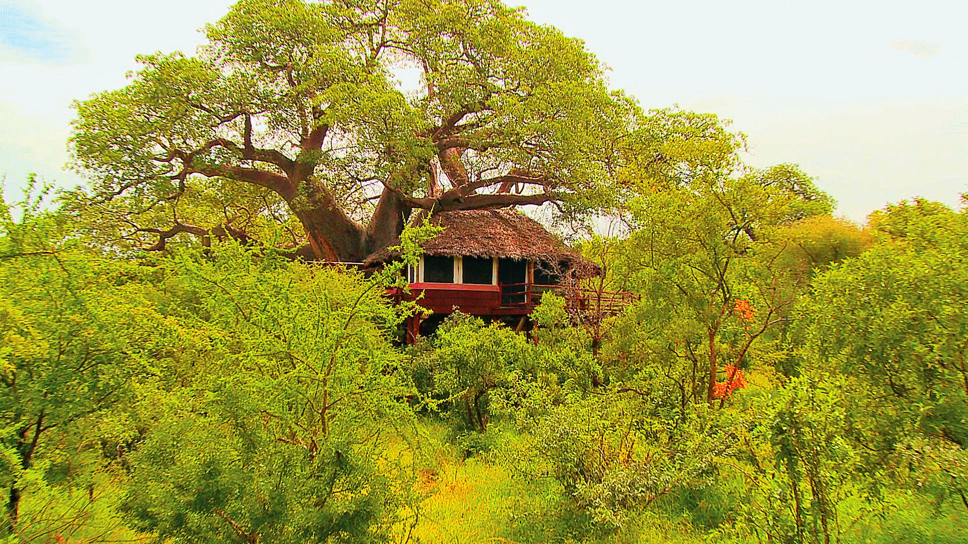 Tarangire Treetops