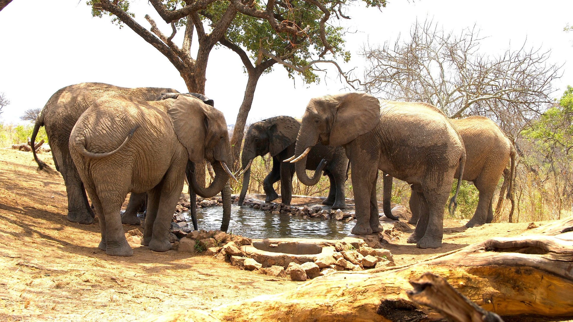 Tarangire Treetops