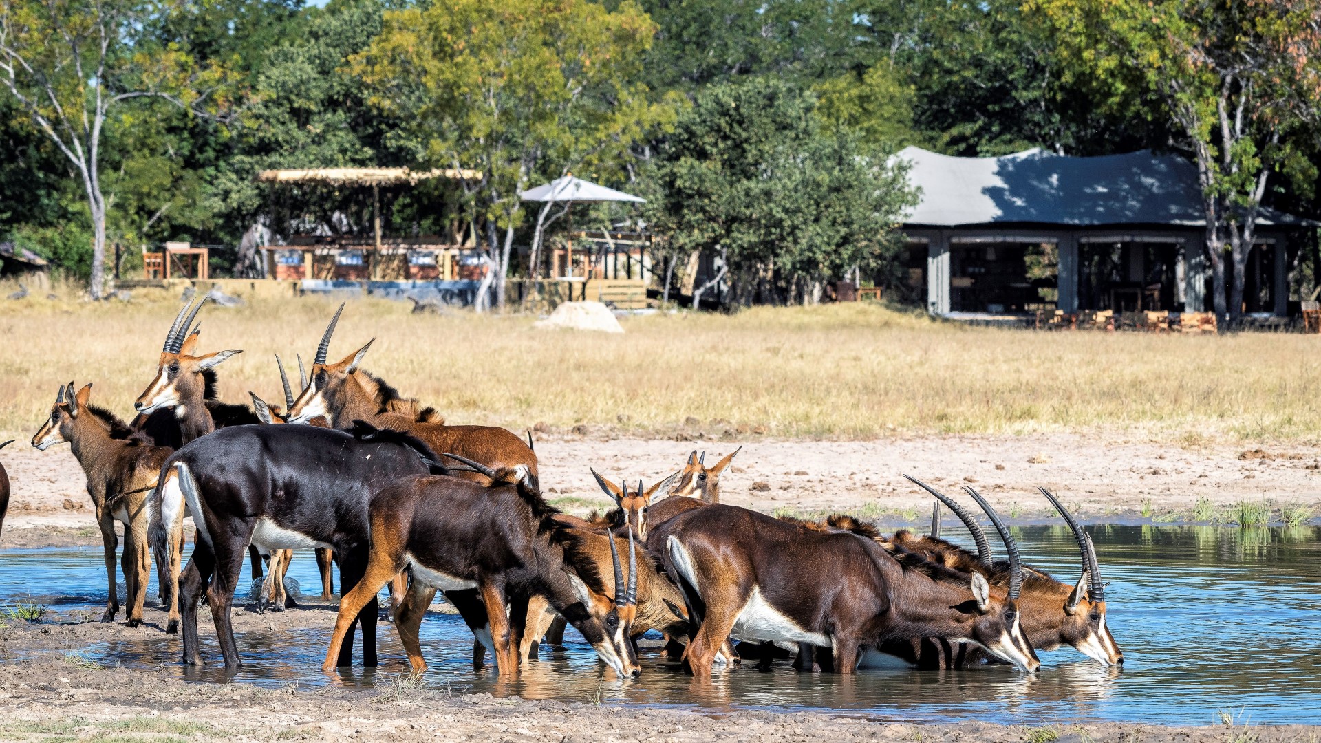 Little Makalolo Camp